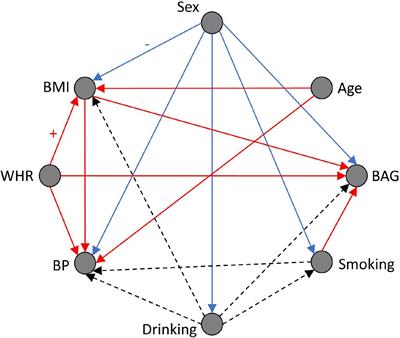 An exploratory causal analysis of the relationships between the brain age gap and cardiovascular risk factors